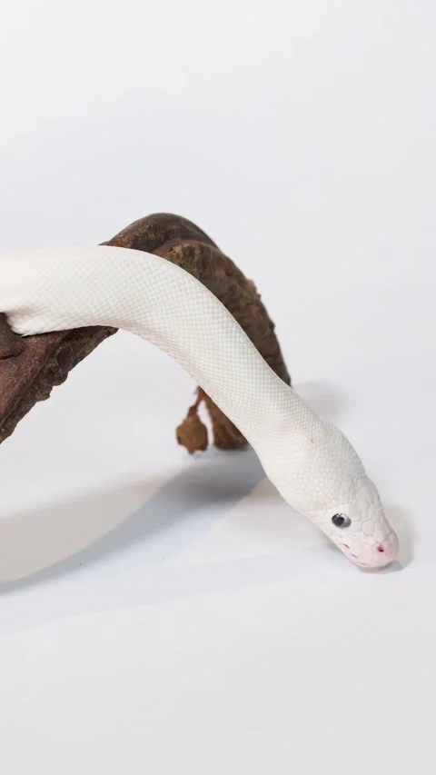White Snake Slithering Over Branch in Studio Closeup Stock Footage 325700756