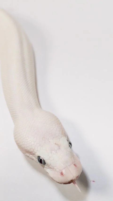 White Snake Slithering Toward Camera on Clean White Background Video stock 324883525