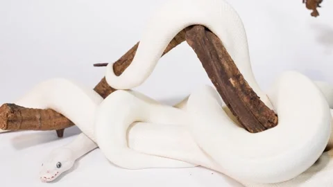 White Snake Slowly Coiling Around Wooden Branch Indoors Video stock 324685522