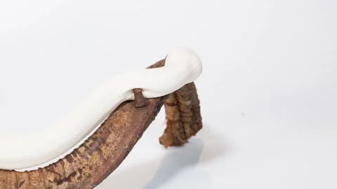 White Snake Slowly Crawling Along Curved Wooden Branch Stock Footage 324883696