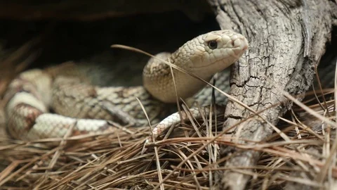 White snake under log Video stock 77840692