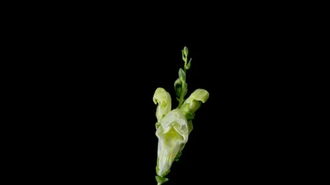 White snapdragon flower blooming Stock-Footage 109225710
