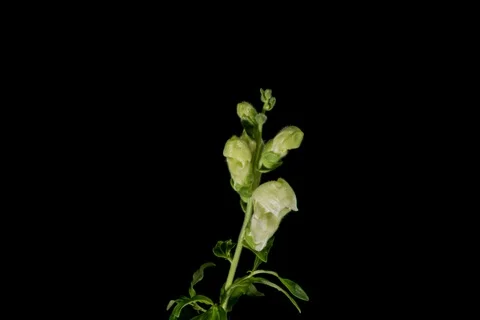 White snapdragon flower blooming Video stock 109226124