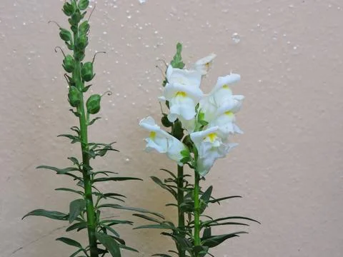 White snapdragons feature unique dragon-shaped blooms with yellow accents, o Fotos Stock
