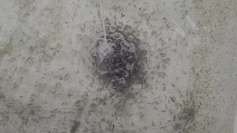 White snapper aquaculture: Thousands of fish larvae swimming in hatchery pond. Stock Footage 344158597