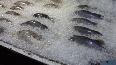 White Snapper Fish Displayed on Ice in the Evening Stock Footage 78495061