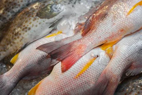 White snapper fish 스톡 사진