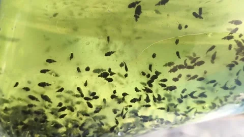 White snapper larvae: Active fish fry swimming in green water aquaculture. Stock Footage 344158097