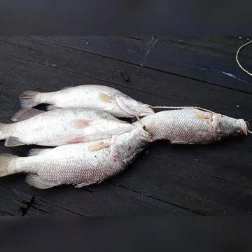 White snapper Foto stock