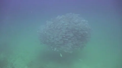 White snappers make school and swim Stock Footage 67235132