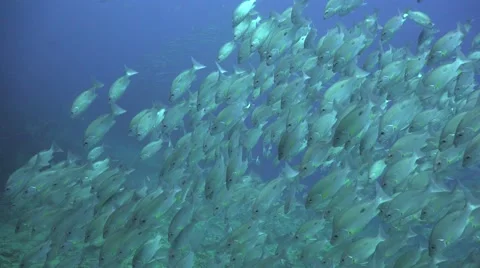  white snappers swims around videographer Stock Footage 67200216
