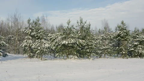 White snow on a bare tree branches on a frosty winter day, close up Stock Footage 233064666