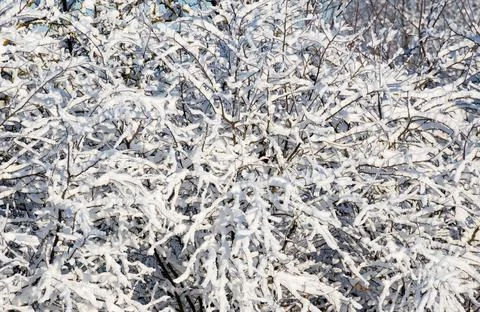 White snow on a bare tree branches on a frosty winter day. Natural background Stock Photos