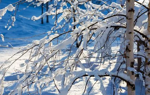 White snow on a bare tree branches on a frosty winter day. Natural background 写真素材