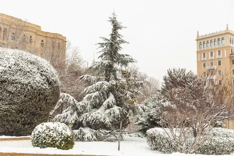 White snow on a bare tree branches on a frosty winter day, close up. Natura.. Stock Photos