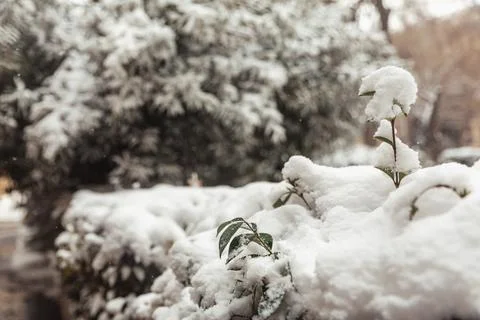 White snow on a bare tree branches on a frosty winter day, close up. Natura.. Stock Photos