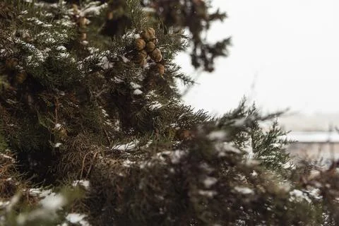 White snow on a bare tree branches on a frosty winter day, close up. Natura.. Stock Photos