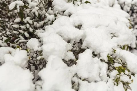 White snow on a bare tree branches on a frosty winter day, close up. Natura.. Stock Photos
