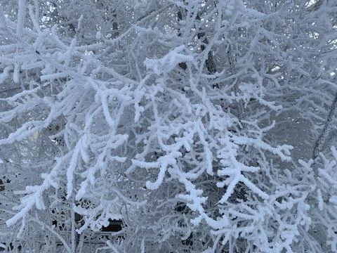 White snow on a bare tree branches on a frosty winter day Stock Photos