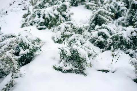 White snow on a bare tree branches on a frosty winter day, close up. Select.. Stock-Fotos