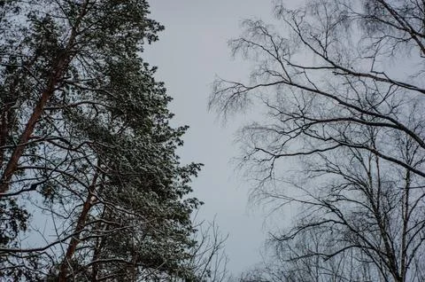 White snow on a bare tree branches on a frosty winter day, close up. Select.. Stock Photos