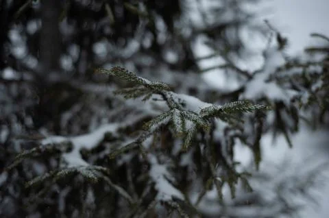 White snow on a bare tree branches on a frosty winter day, close up. Select.. Foto stock