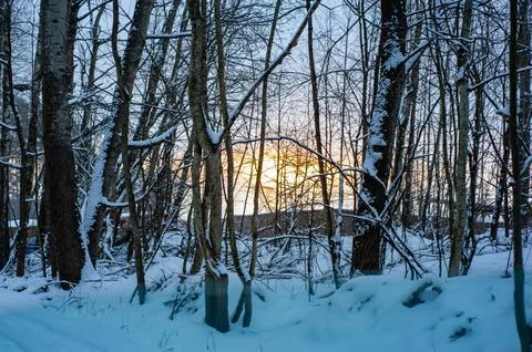 White snow on a bare tree branches on a frosty winter day, close up. Select.. Stock Photos