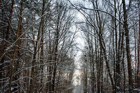 White snow on a bare tree branches on a frosty winter day, close up. Select.. Stock Photos
