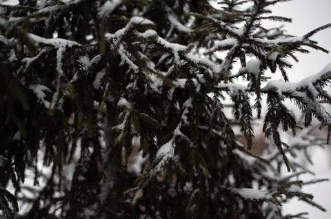 White snow on a bare tree branches on a frosty winter day, close up. Select.. Stock Photos
