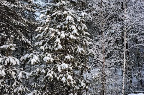 White snow on a bare tree branches on a frosty winter day, close up. Select.. Stock Photos