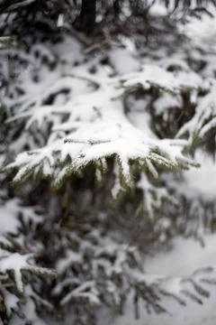 White snow on a bare tree branches on a frosty winter day, close up. Select.. Stock Photos
