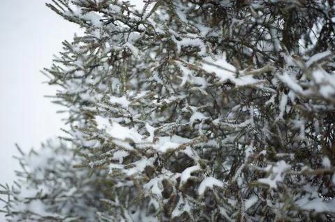 White snow on a bare tree branches on a frosty winter day, close up. Natural  Stock Photos
