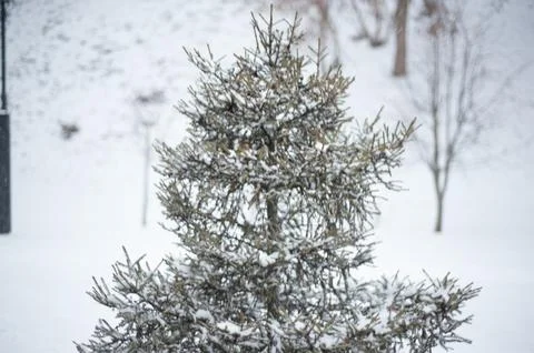 White snow on a bare tree branches on a frosty winter day, close up. Natural  Stock Photos