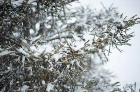 White snow on a bare tree branches on a frosty winter day, close up. Natural  Stock Photos