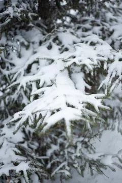 White snow on a bare tree branches on a frosty winter day, close up. Select.. Stock Photos