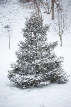 White snow on a bare tree branches on a frosty winter day, close up. Natural  Stock Photos