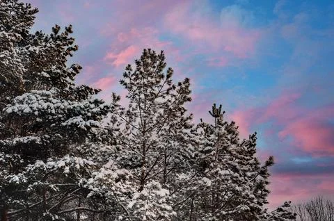 White snow on a bare tree branches on a frosty winter day, close up. Natural  Stock Photos