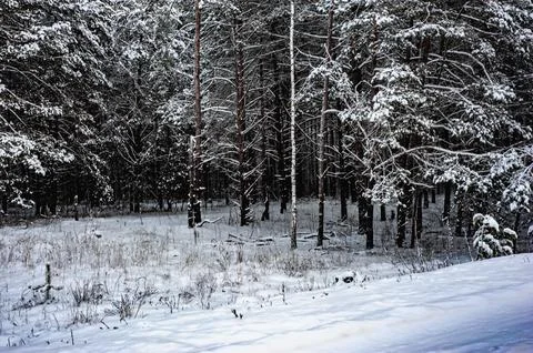 White snow on a bare tree branches on a frosty winter day, close up. Select.. Stock Photos