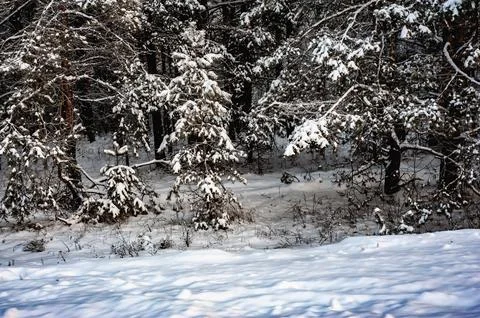White snow on a bare tree branches on a frosty winter day, close up. Select.. 写真素材