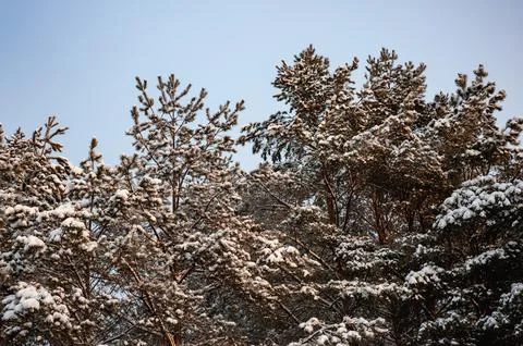 White snow on a bare tree branches on a frosty winter day, close up. Select.. Stock Photos