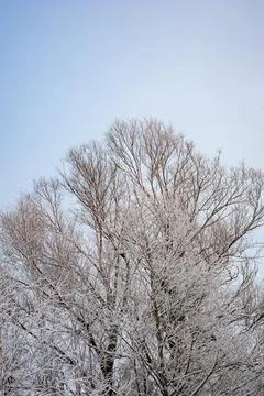 White snow on a bare tree branches on a frosty winter day, close up. Natural  Stock Photos