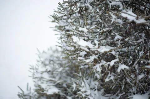 White snow on a bare tree branches on a frosty winter day, close up. Natural  Stock Photos