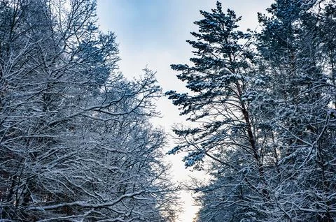White snow on a bare tree branches on a frosty winter day, close up. Natural  Stock Photos