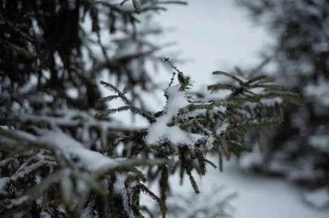 White snow on a bare tree branches on a frosty winter day, close up. Natural  Stock Photos