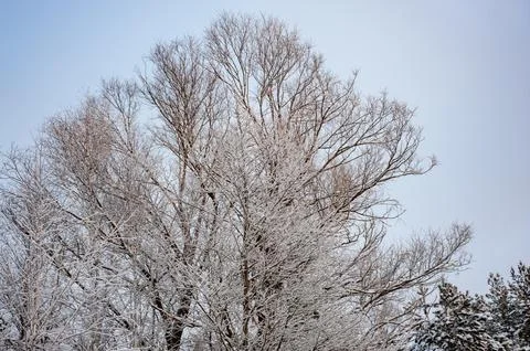 White snow on a bare tree branches on a frosty winter day, close up. Natural  Stock Photos
