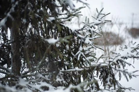White snow on a bare tree branches on a frosty winter day, close up. Select.. Stock Photos