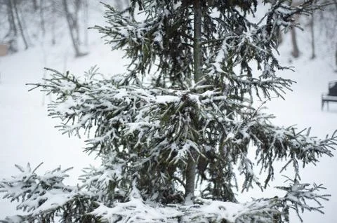White snow on a bare tree branches on a frosty winter day, close up. Select.. Stock Photos
