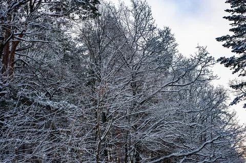 White snow on a bare tree branches on a frosty winter day, close up. Natural  Stock Photos