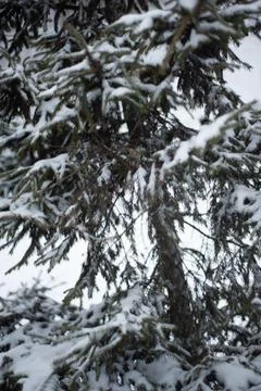 White snow on a bare tree branches on a frosty winter day, close up. Select.. Stock Photos