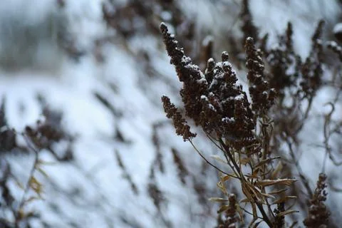 White snow on a bare tree branches on a frosty winter day, close up. Natura.. Fotos de archivo